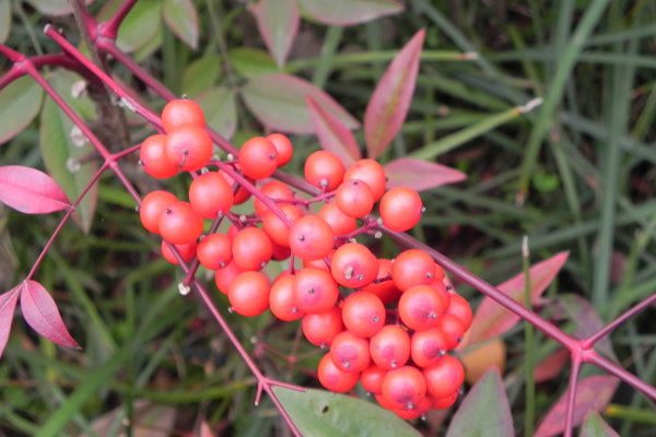 盆栽南天竹冬季怎么养护(南天竹冬天可以移栽吗)