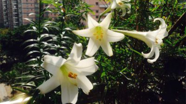 盆栽百合花怎么养(盆栽百合花怎么养护和浇水)