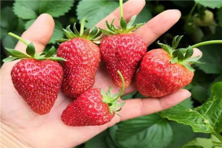 菜园如何种菜跟花