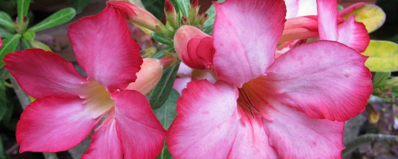 圣诞玫瑰的花语与传说(圣诞玫瑰花语是什么)