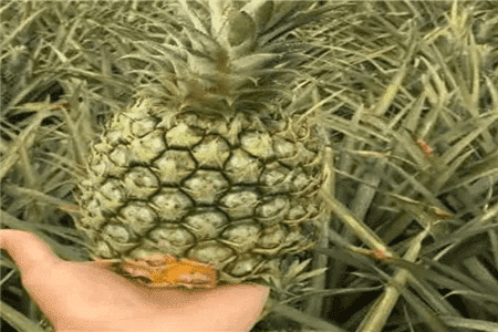 阳台水果盆栽哪些好种