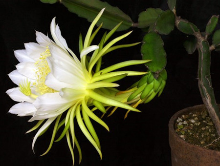 量天尺病害照片