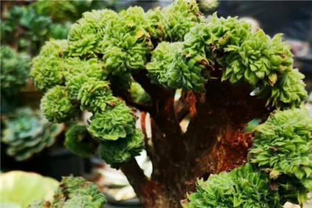 多肉摊大饼什么意思