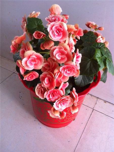 丽格海棠四季开花吗