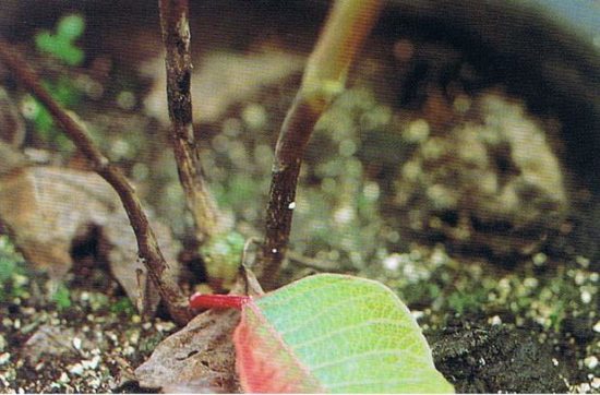 一品红怎么养殖能变红