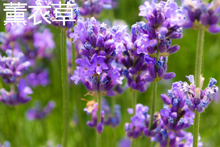 柳叶马鞭草的花语