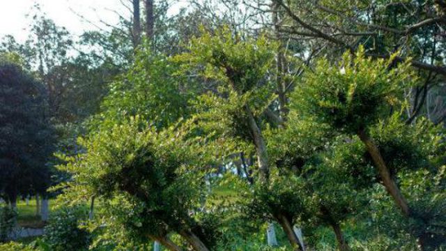 小叶紫檀的鉴定方法(小叶紫檀鉴别十大方法)