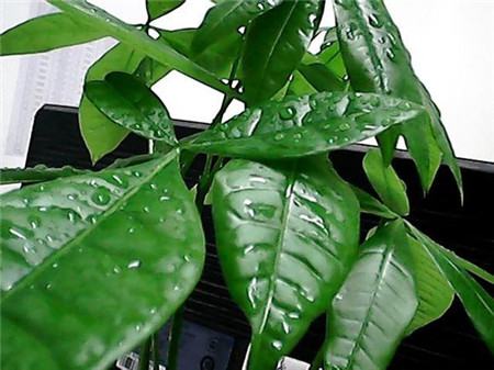 过年摆什么花运气好