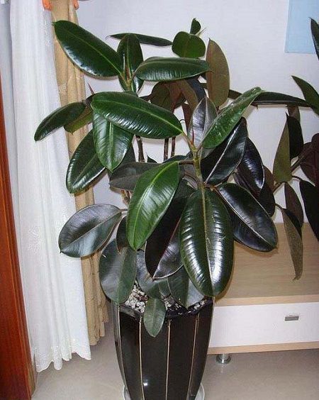 橡皮树怎么移植换盆