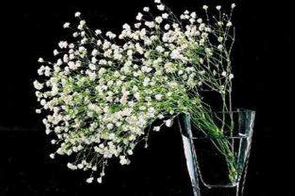 满天星有毒吗(满天星有毒吗 适合放在室内)