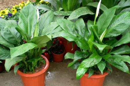 白鹤芋什么时候开花