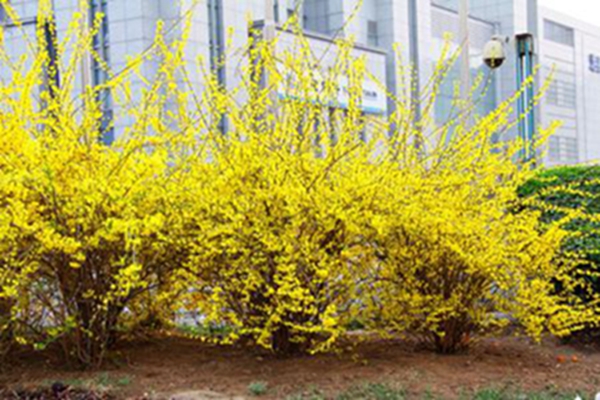 连翘盆景的制作与养护方法(连翘盆景的制作与养护方法图片)