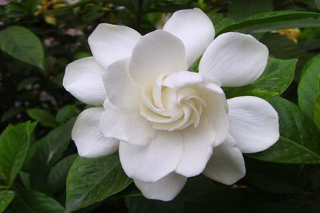 栀子花有毒吗 适合在室内养吗