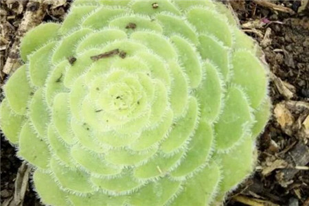 多肉摊大饼什么意思