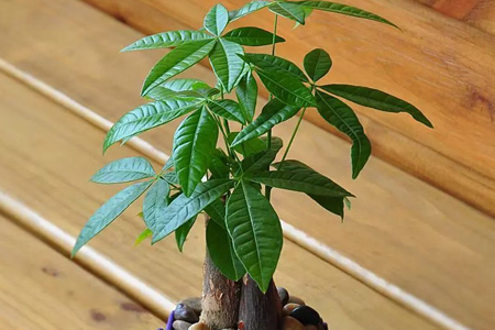 发财树只剩下根怎么才能让发枝芽