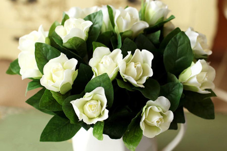 栀子花有毒吗 适合在室内养吗