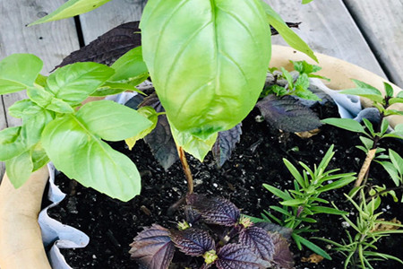 紫苏是什么植物图片