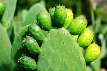 冬季室内放什么植物最好养活