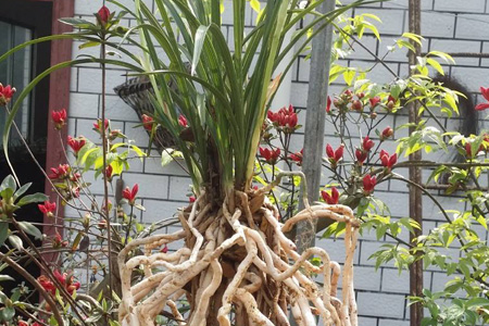 温州素面是什么面做的