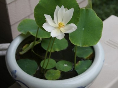 碗莲叶子发黑腐烂还能成活吗