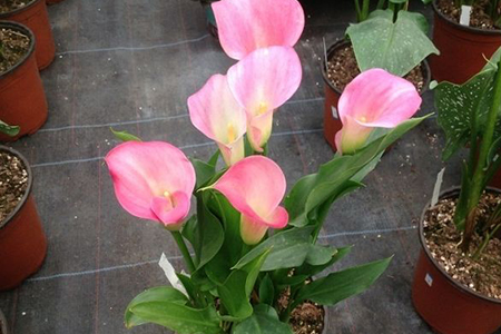 彩色马蹄莲的种植时间