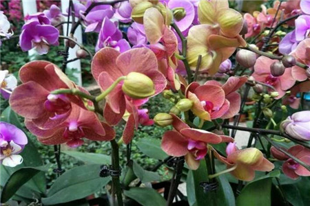 蝴蝶兰 剪