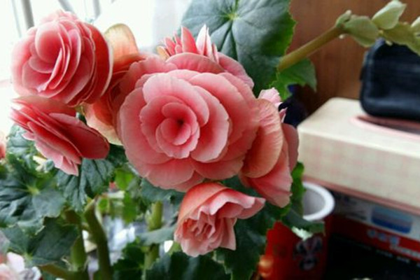 丽格海棠的四季养护方法(丽格海棠四季开花吗)