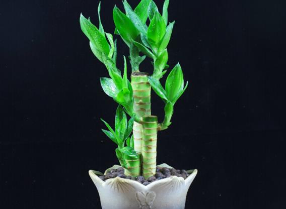 富贵竹多久换一次水最好