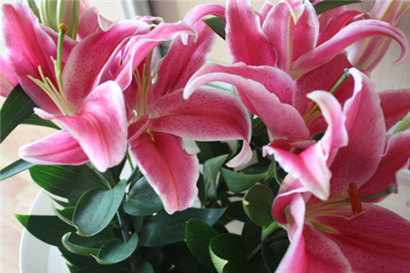 盆栽百合花怎么养护和浇水