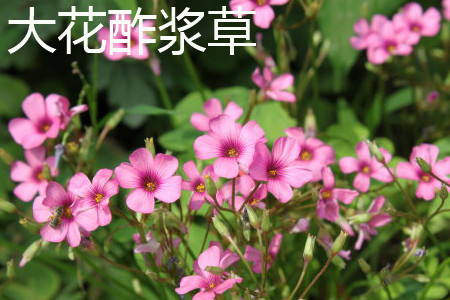 酢浆草花有毒吗