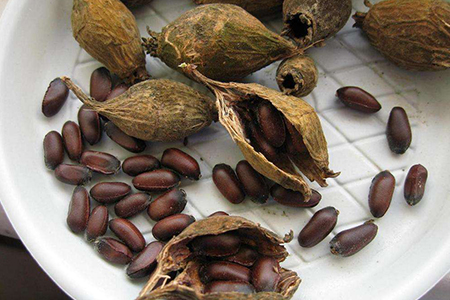 腊梅花的繁殖方法