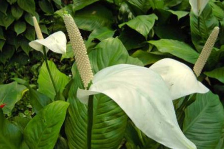 白鹤芋什么时候开花