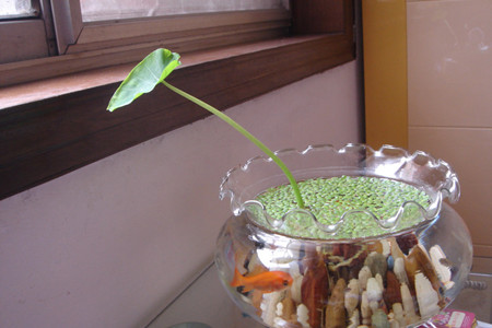 碗莲叶子发黑腐烂还能成活吗