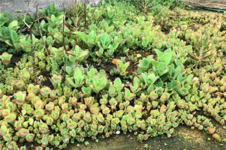 爆炸花是什么花