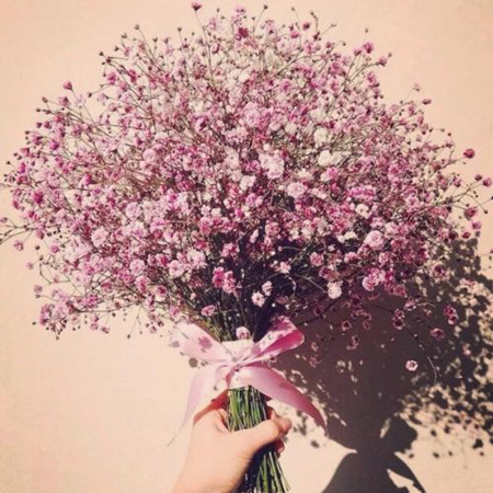 满天星有毒吗 适合放在室内