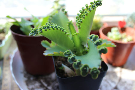 多肉不死鸟的学名