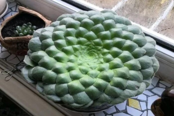 奶奶家的多肉摊大饼竟然越来越好看咋养的(多肉摊大饼什么意思)