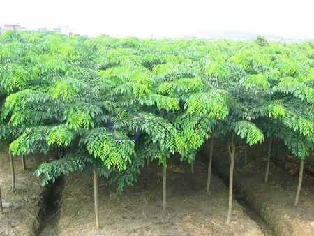 小叶紫檀鉴别十大方法