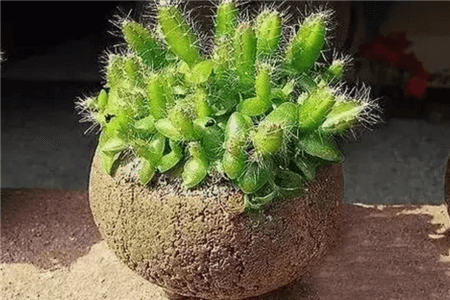 阳台水果盆栽哪些好种