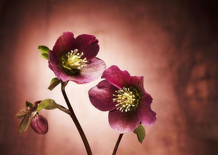 圣诞玫瑰花语是什么