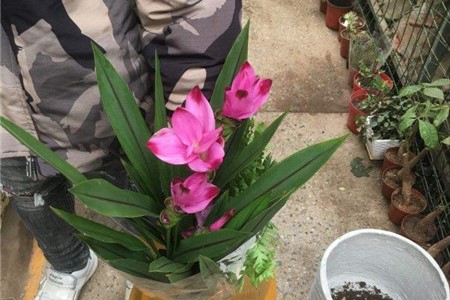 姜荷花的花语和象征