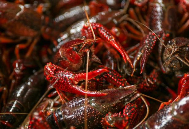 小龙虾里面有寄生虫吗龙虾煮沸了15分钟还有寄生虫吗(小龙虾煮熟还会有寄生虫吗)