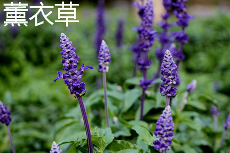 柳叶马鞭草的花语