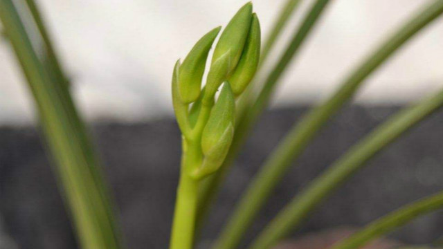 如何辨别温州素(温州素面是什么面做的)