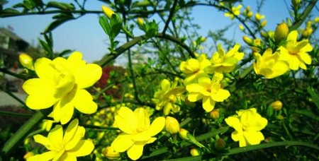 开完花的迎春花就要修剪吗