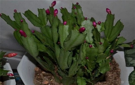 龙骨花病虫害有哪些