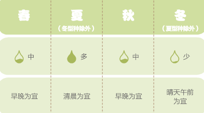 多肉植物如何浇水才能养好