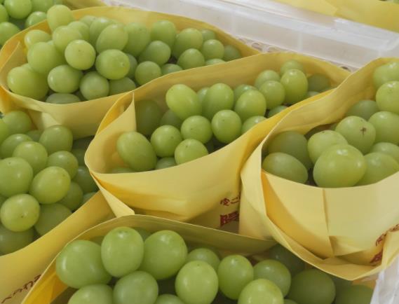 阳光玫瑰葡萄是转基因产品吗阳光玫瑰葡萄分为几个级别(阳光玫瑰葡萄是转基因品种吗?)