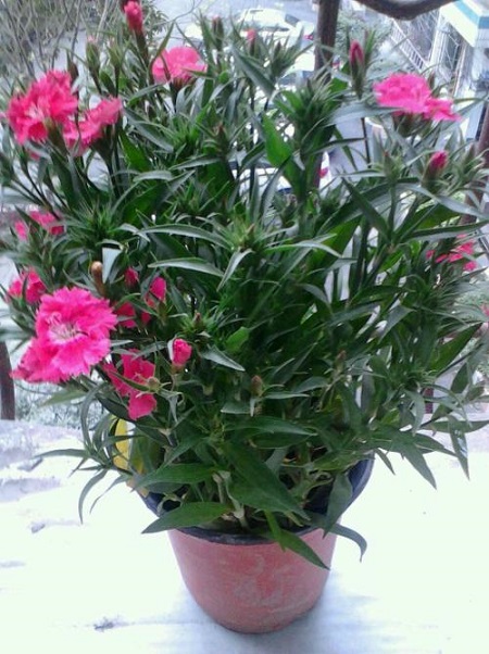 石竹黄叶怎么回事