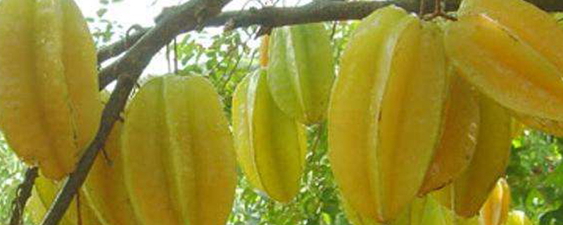 杨桃怎么吃有什么禁忌不能跟什么一起吃(杨桃多种吃法)